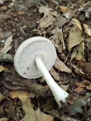 Agaricus leptocaulis