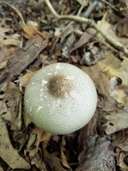 Agaricus leptocaulis