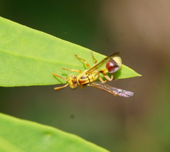 Ropalidia romandi