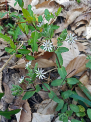 Stellaria pubera