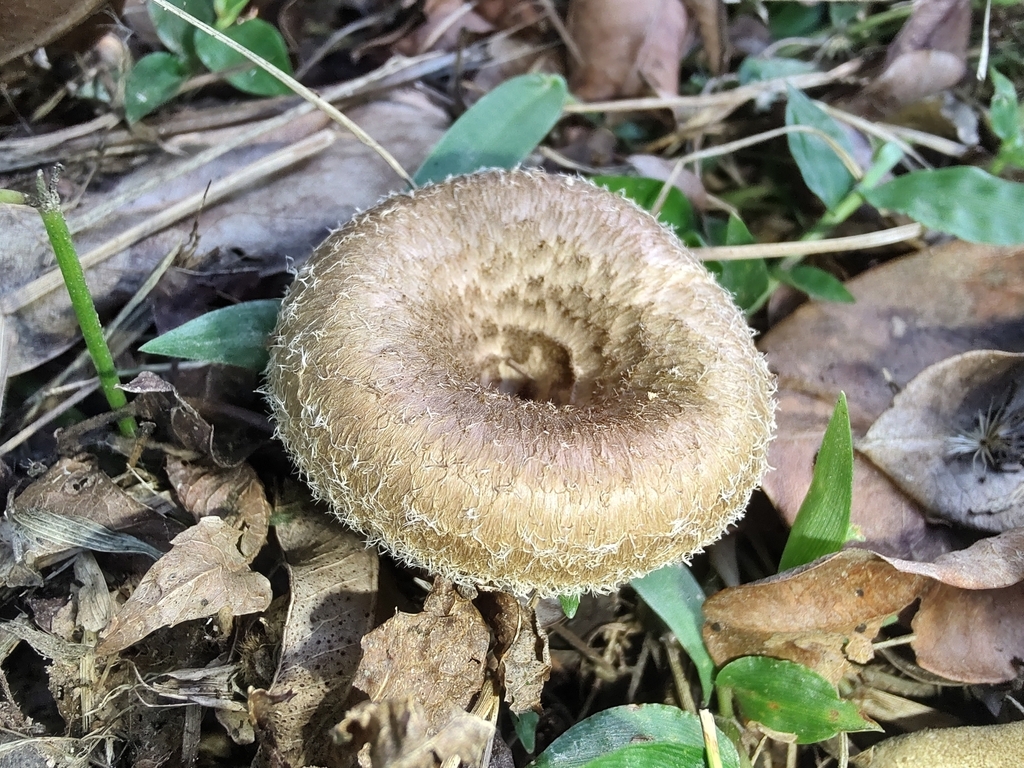 Lentinus crinitus · December 2022 · photo: © brunogiozza (iNaturalist, cc0)