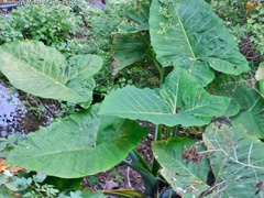 Xanthosoma robustum