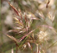 Rytidosperma setaceum