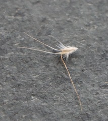 Rytidosperma setaceum