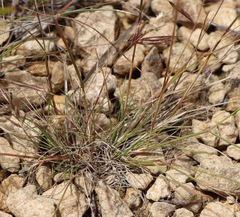 Rytidosperma setaceum