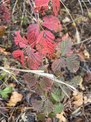 Rubus oklahomus