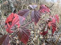 Rubus oklahomus