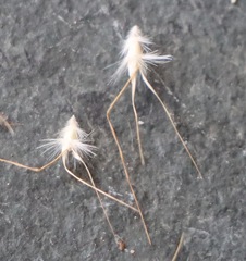 Rytidosperma setaceum