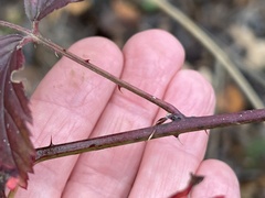 Rubus oklahomus