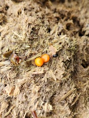 Amischotolype hispida