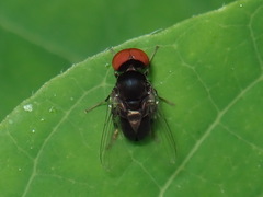 Lindneromyia