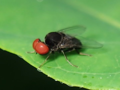 Lindneromyia