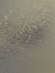 Fundulus parvipinnis