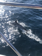 Delphininae