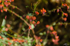 Lopezia racemosa