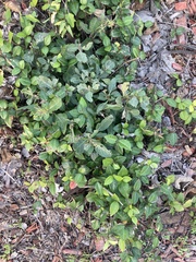 Petiveria alliacea