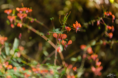 Lopezia racemosa