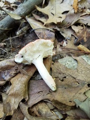 Russula pseudopeckii