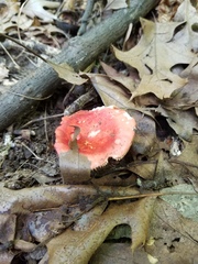 Russula pseudopeckii