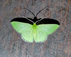 Synchlora frondaria