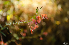 Lopezia racemosa
