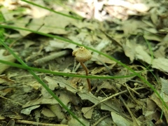 Inocybe subfulva