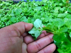 Erythranthe glabrata