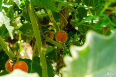 Solanum hirtum