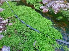 Erythranthe glabrata