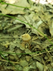 Inocybe subfulva
