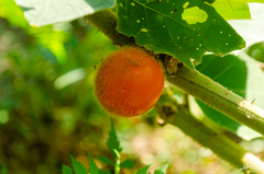 Solanum hirtum