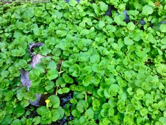 Erythranthe glabrata