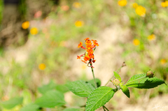 Lantana horrida