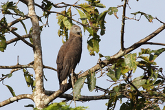 Haliaeetus ichthyaetus