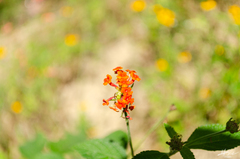 Lantana horrida