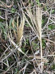 Chloris verticillata