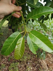 Ficus luschnathiana