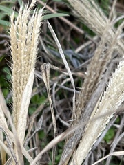 Chloris verticillata