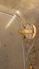 Leratiomyces percevalii