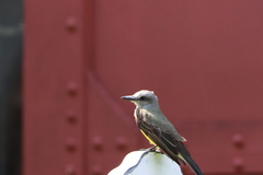 Tyrannus melancholicus