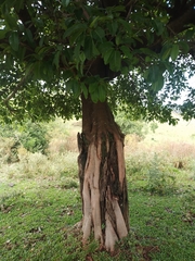 Ficus luschnathiana