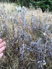 Pseudognaphalium obtusifolium