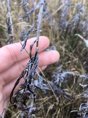 Pseudognaphalium obtusifolium