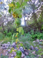 Passiflora subpeltata