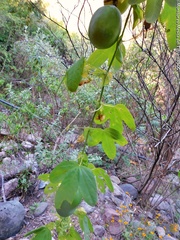 Passiflora subpeltata