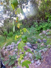 Passiflora subpeltata