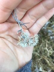 Pseudognaphalium obtusifolium