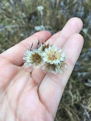 Pseudognaphalium obtusifolium