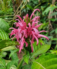 Justicia carnea
