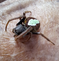 Eriophora